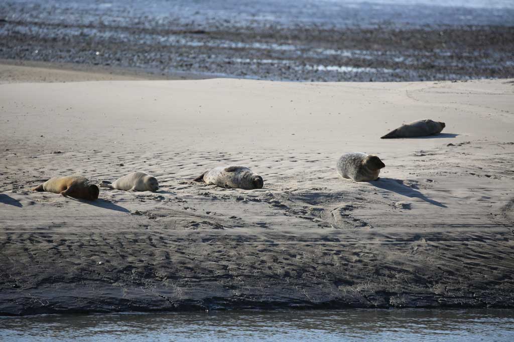 The gallows reef is the best place in the Wadden Sea National Park to experience both the harbor seal and the gray seal.